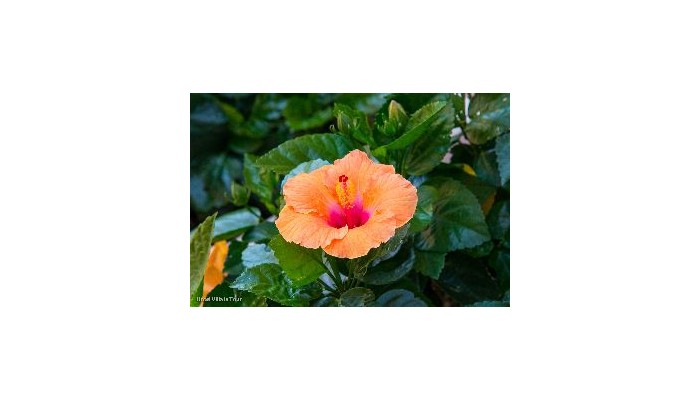 Villa La Tour poza 1