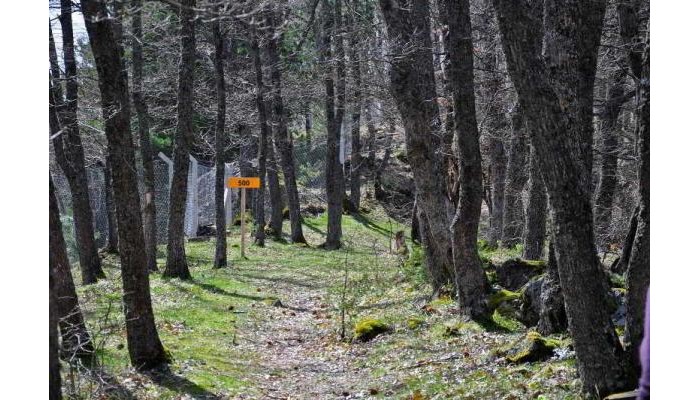 Gazelle Resort poza 7