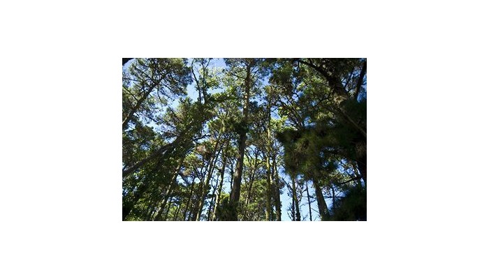 Hotel Australis Paradise poza 0