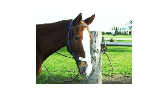 Resort De Campo Y Polo poza 2