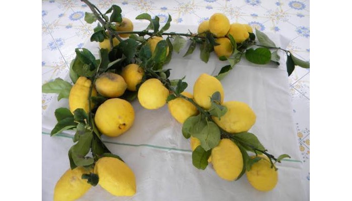 Parco Osiride Hotel poza 0