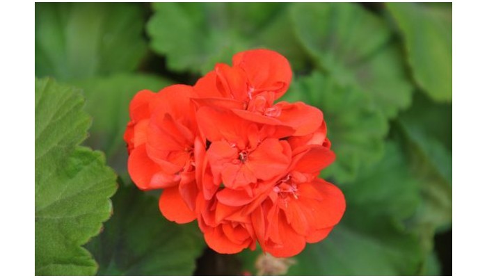 Hotel Alboran Chiclana poza 9