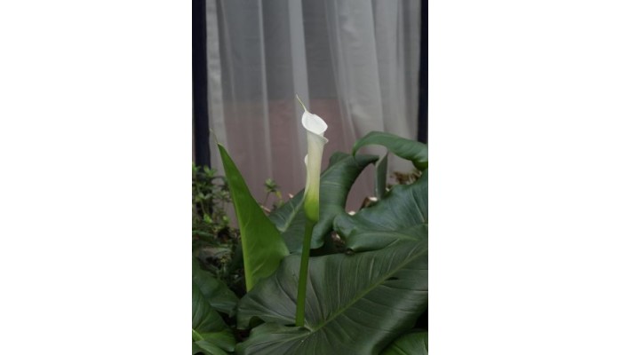 Hotel Casa Gonzalez poza 11