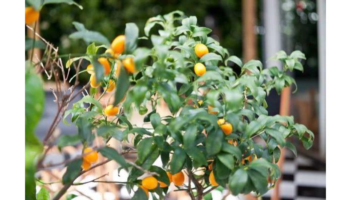 Hotel Cala Bona Mar Blava poza 3