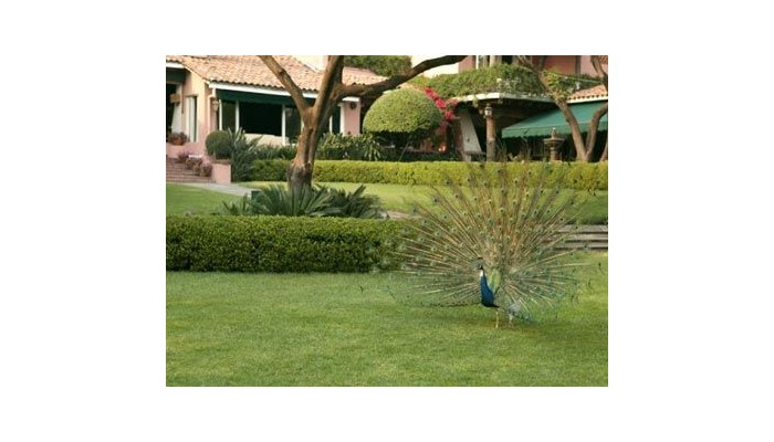 Poza pentru Hotel Las Mananitas Garden Restaurant And Spa 966-1488078515 Hotel Las Mananitas Garden Restaurant And Spa poza 2