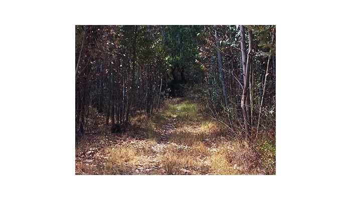 Hotel Checcollo Bungalows poza 6