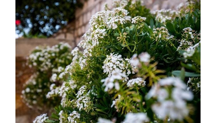 Apartment Odin poza 11