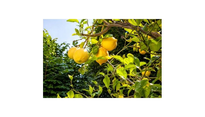 Hotel Miramar poza 11