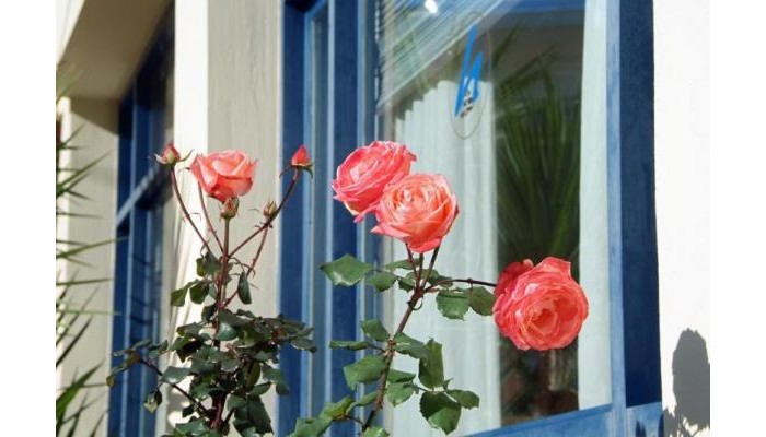 Kalafati Hotel Itea poza 8