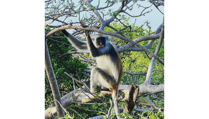 Hotel Red Monkey Beach Lodge poza 26