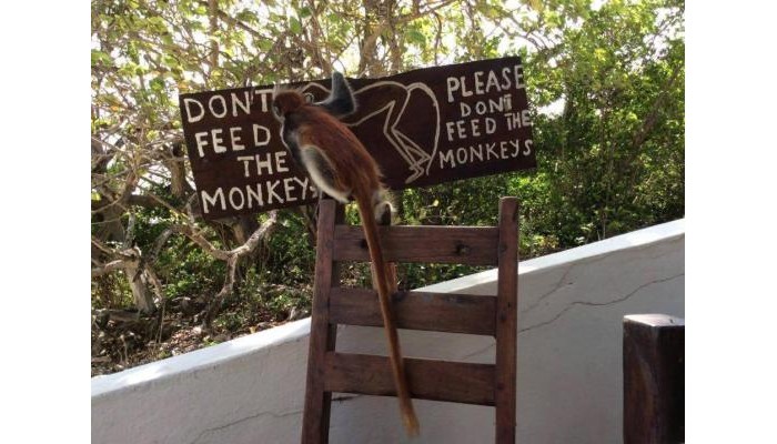 Hotel Red Monkey Beach Lodge poza 27