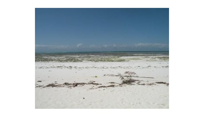 Mbuyuni Beach Village poza 30