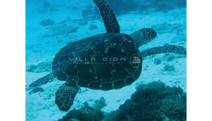 Villa Dida Resort poza 1