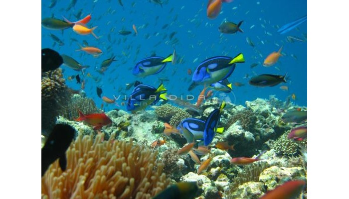 Villa Dida Resort poza 12