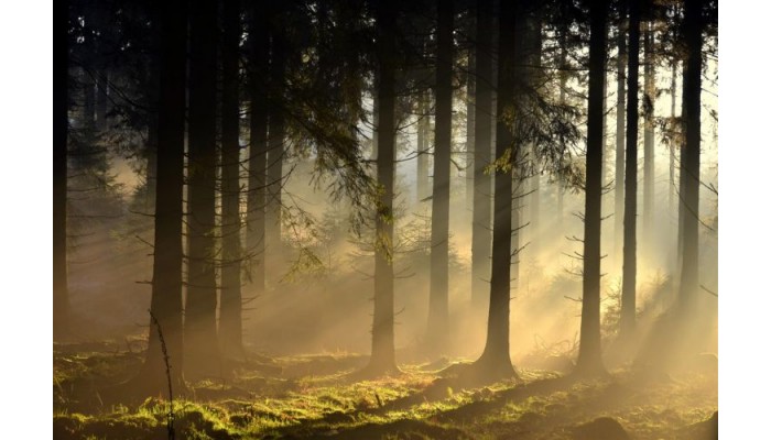 Hotel Best Western L'amandier poza 0