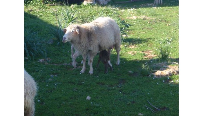 Hotel Matchani Gran poza 3