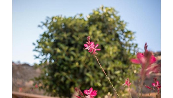 Hotel Halcyon Villas poza 0