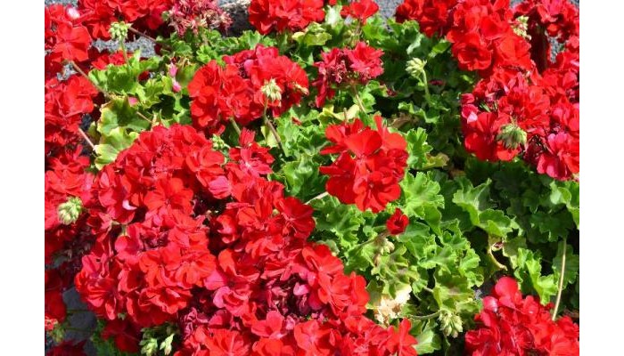 Hotel Vik Club Coral Beach poza 8