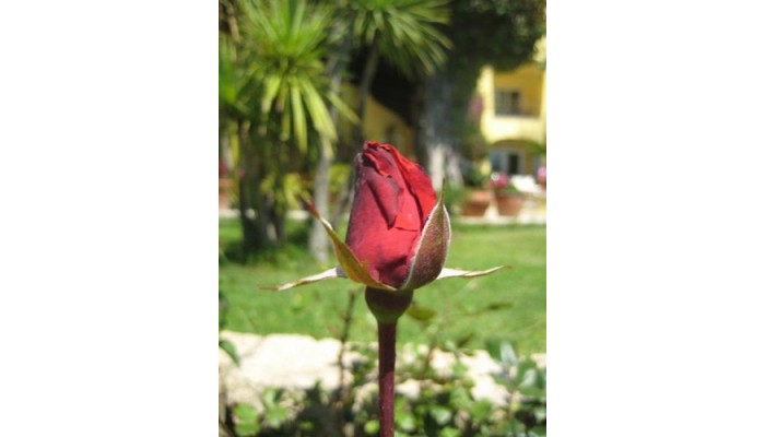 Hotel Villa La Margherita poza 11