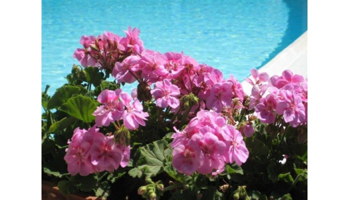 Hotel Villa La Margherita poza 1