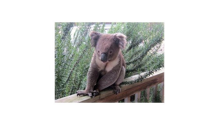 Hotel Flour Cask Bay Retreat poza 4