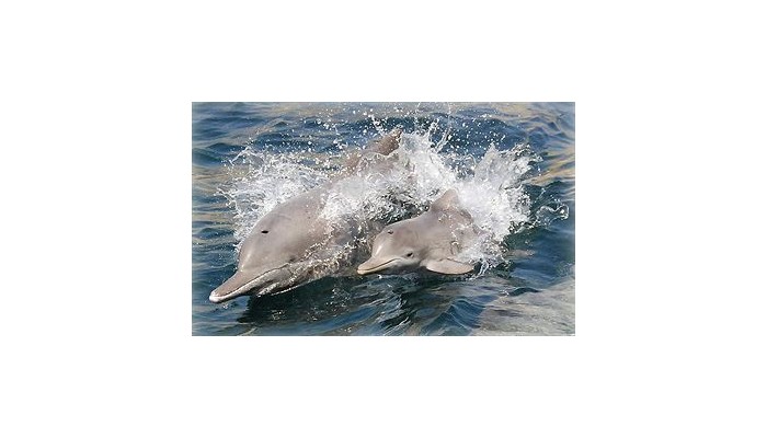 Hotel Flour Cask Bay Retreat poza 10