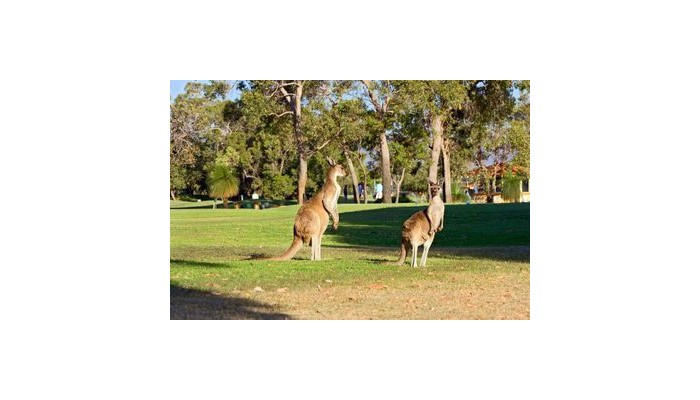 Novotel Vines Resort poza 4