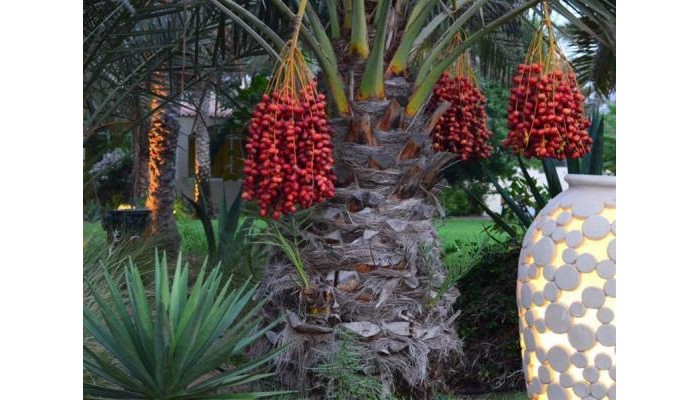 Umm Al Qwain Beach Hotel poza 8