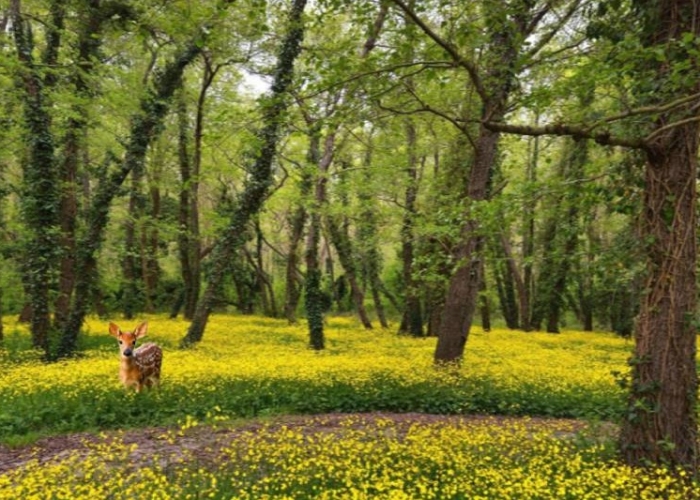  Dobrici Kranevo poza