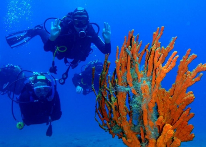  Insula Corfu Dassia poza