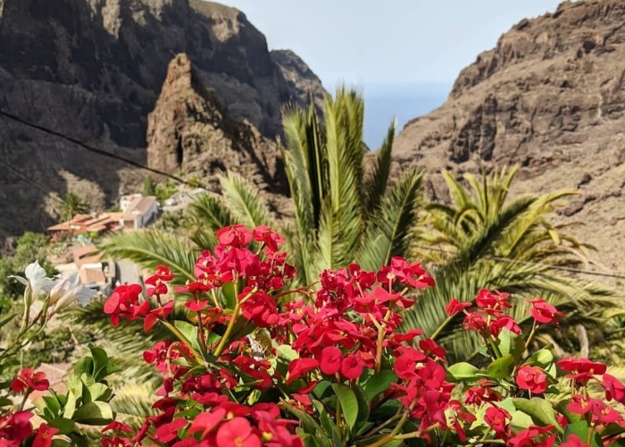  Insula Tenerife Puerto De La Cruz poza