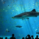 poza Bucurați-vă de o experiență memorabilă în cadrul acvariului din Istanbul