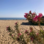 poza Patara Beach - un mic colț de paradis din apropiere de  Fethiye