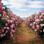 poza Locuri mai puțin cunoscute din Bulgaria: Valea Trandafirilor