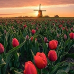 poza Olanda - Cele mai populare atracții turistice 